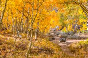 Aspen forest-5121.jpg